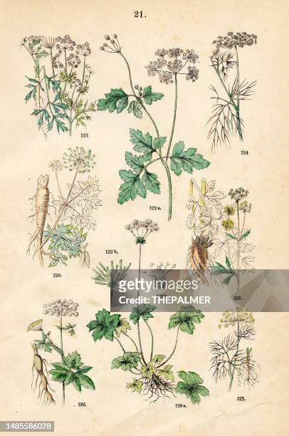 chervil, parsley, fennel, dill, masterwort, lovage, garden angelica, wood sanicle - botanical illustration 1883 - fennel stock illustrations