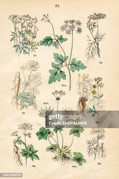 chervil, parsley, fennel, dill, masterwort, lovage, garden angelica, wood sanicle - botanical illustration 1883 - dill botany stock illustrations