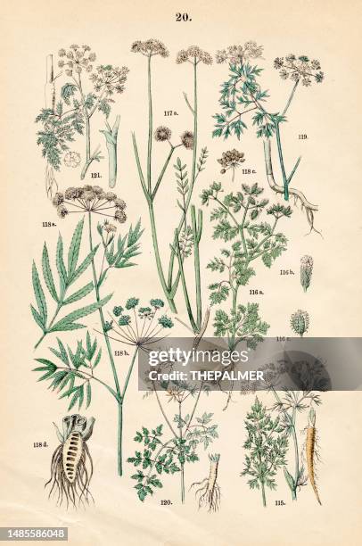 ilustraciones, imágenes clip art, dibujos animados e iconos de stock de alcaravea, perejil pequeño, cicuta de agua, perejil de tontos, perejil bur, cicuta venenosa - ilustración botánica 1883 - hemlock tree