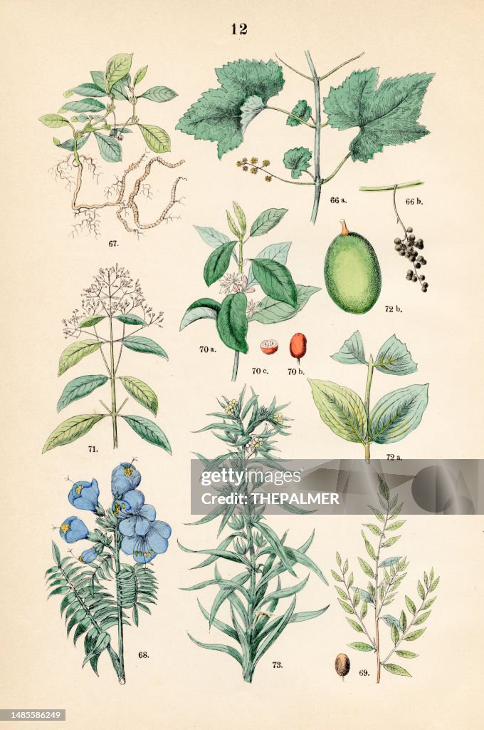 Grape wine, ipecac, Jacob’s ladder, jujube, arabian coffee, quinine, strychnine tree - Botanical illustration 1883