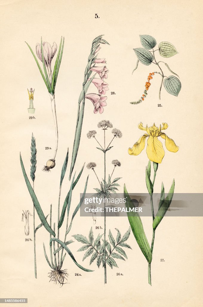 Sweet vernal grass, black pepper, valerian yellow, corn flag, spring crocus - Botanical illustration 1883