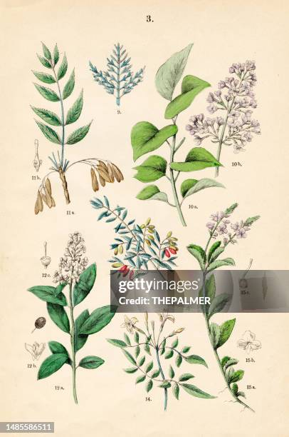 glasswort, lilac, european ash, privet, olive, jasmine, gypsy weed - botanical illustration 1883 - jasmine flower stock illustrations
