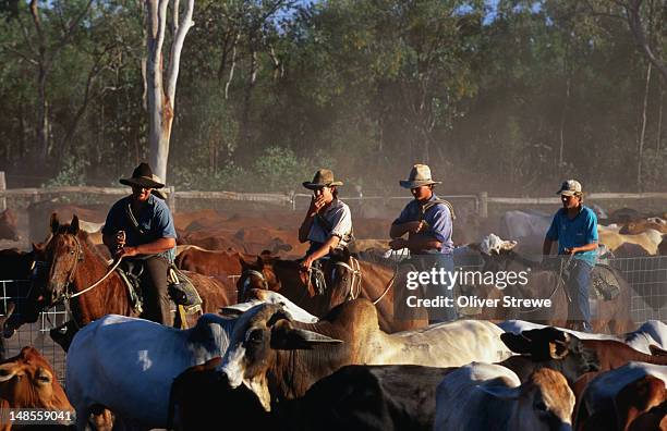 Mustering Jacket Cattle Mustering Australia Photos and Premium High Res Pictures - Getty ...