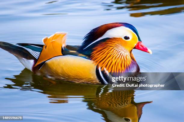 lovely ducks in the river - kai stock pictures, royalty-free photos & images