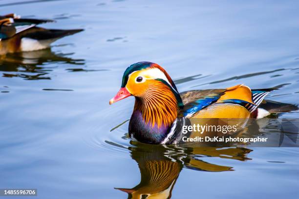 lovely ducks in the river - kai stock pictures, royalty-free photos & images