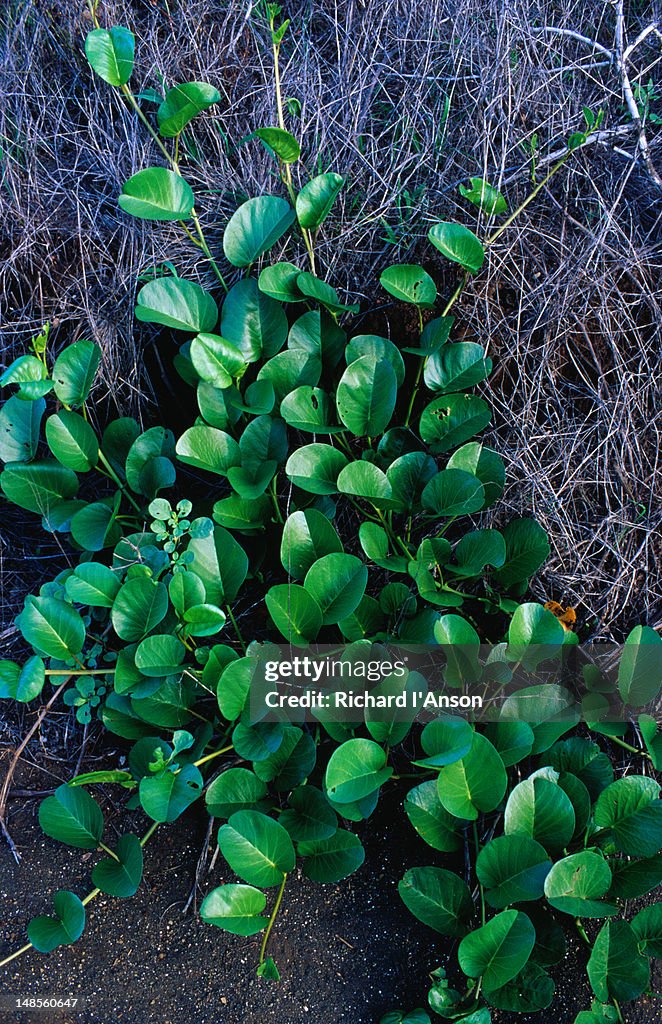 Morning Glory creeper at Puerto Egas.