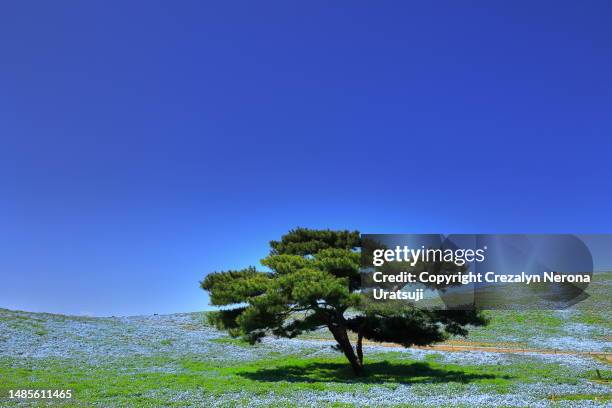 big tree in nemophila flowerbed one third in bloom at hitachi seaside park ibaraki japan - ibaraki prefecture photos et images de collection