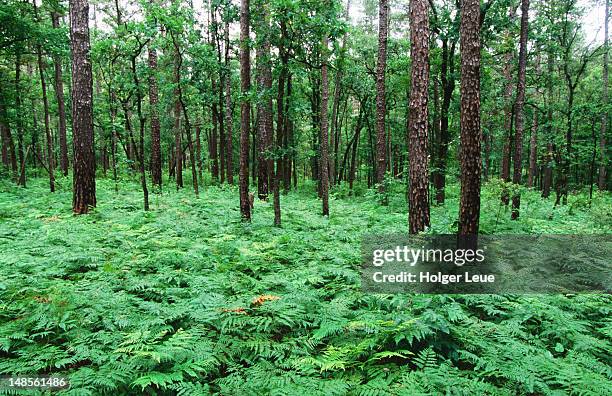 ferns, sam houston national forest near huntsville. - national forest stock pictures, royalty-free photos & images
