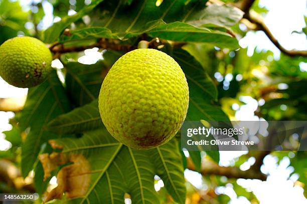 865 Breadfruit Tree Stock Photos, High-Res Pictures, and Images - Getty ...