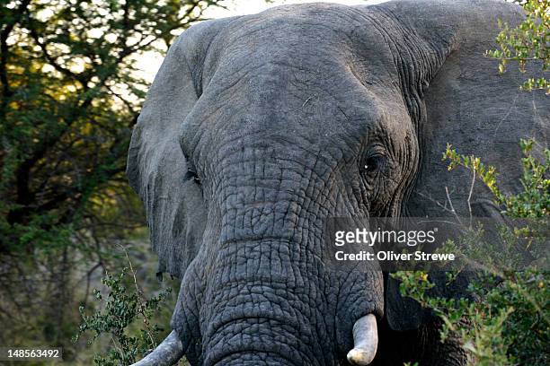 c/u elephant kruger national park, south africa. - transvaal province stock pictures, royalty-free photos & images