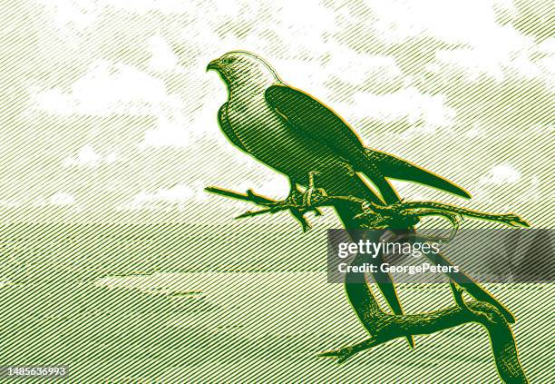 swallow-tailed kite perching - falconry stock illustrations