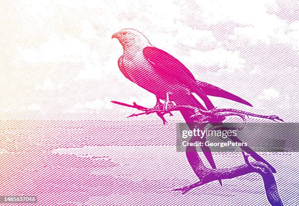 swallow-tailed kite perching - kite bird stock illustrations