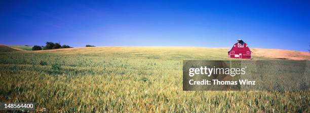 red barn in a wheat field. - palouse stock pictures, royalty-free photos & images