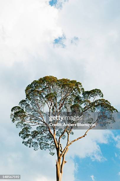 crown of tall dipterocarp tree in rainforest. - dipterocarp tree fotografías e imágenes de stock