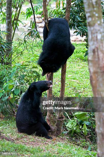 asiatic black bear or moon bear (ursus thibetanus) at animals asia rescue centre. - oso negro asiático fotografías e imágenes de stock