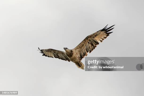 juvenile white bellied sea eagle in flight, booti booti national park , nsw, australia. - eagle flying stock pictures, royalty-free photos & images