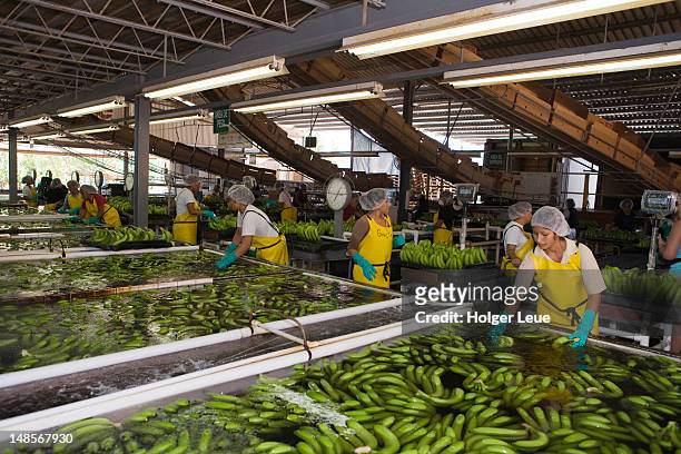 workers at dole banana plantation. - banana plantation stock pictures, royalty-free photos & images
