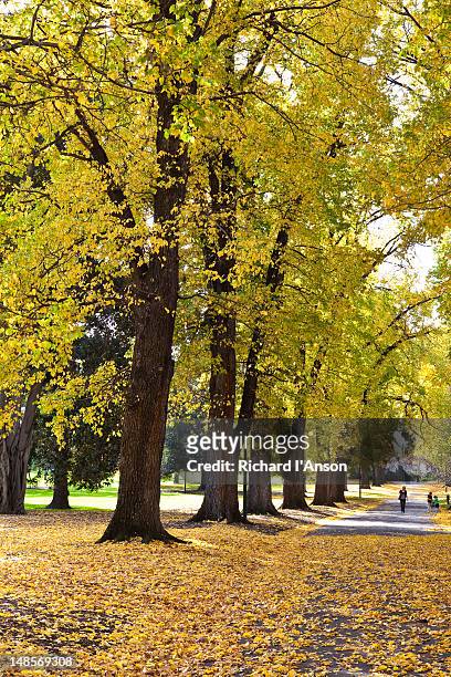 avenue of english elm (ulmus procera) trees in fitzroy gardens in autumn. - ulmaceae stock pictures, royalty-free photos & images