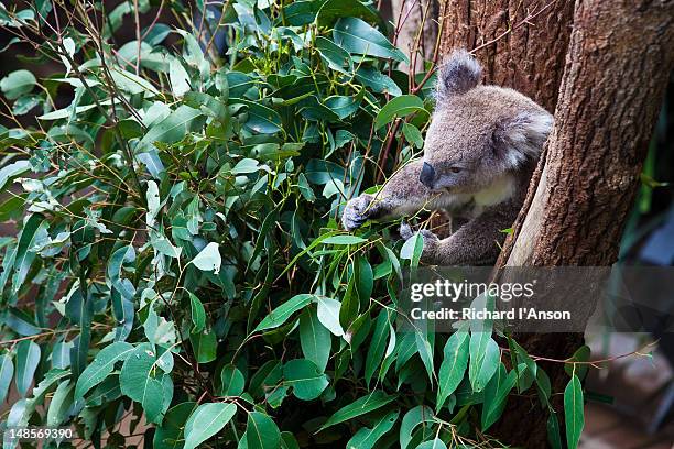 koala at taronga zoo. - taronga zoo 個照片及圖片檔