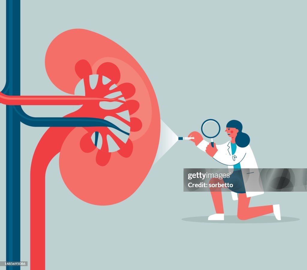 Magnifying Glass - kidney organ