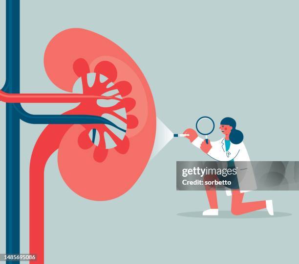stockillustraties, clipart, cartoons en iconen met magnifying glass - kidney organ - nierbekkenontsteking