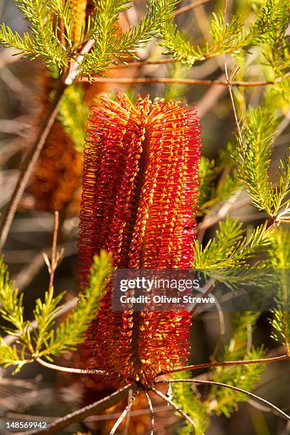 banksia flower. - heath leaved banksia stock pictures, royalty-free photos & images