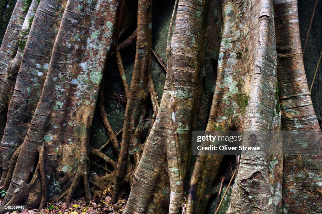 Strangle Fig Root System High-Res Stock Photo - Getty Images