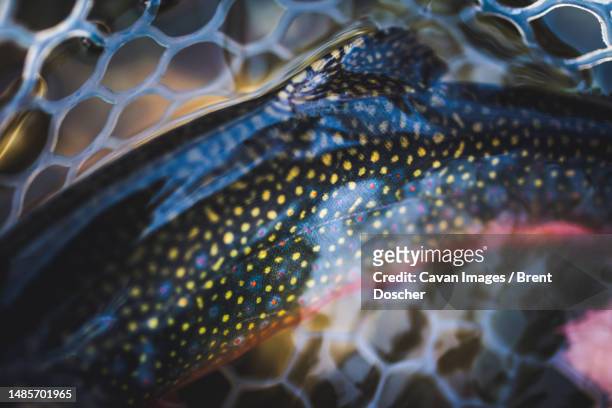 the spotted and colorful back of a maine brook trout in the fall - speckled trout stock-fotos und bilder