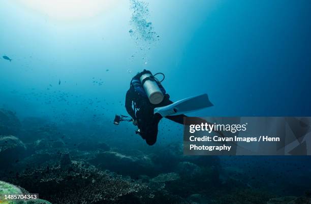 diver exploring the clear waters of the gulf of thailand - plongée sous marine autonome photos et images de collection