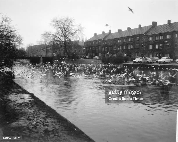 Assignment Algemeen Handelsblad , Olympiakade above water, January 8 MEOWS, WATER.