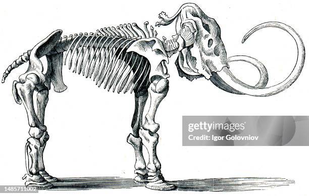 Woolly mammoth - Mammuthus primigenius - an illustration to article 'Quaternary' of the encyclopedia publishers Education, St. Petersburg, Russian...