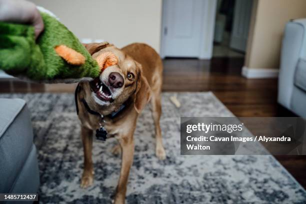 medium brown dog biting toy playing tug of war with owner - dogs tug of war - fotografias e filmes do acervo