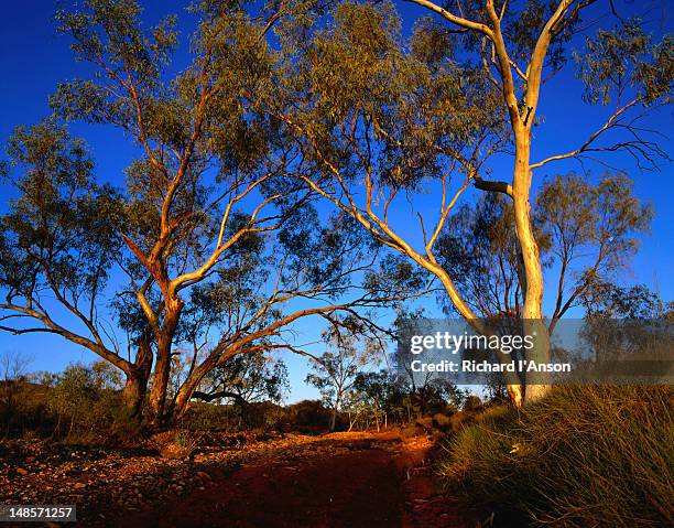 the largest of the areas parks is the west macdonnell ranges at 2100 square kilometres that offers, 167 species of birds, 85 species of reptiles, 23 species of native mammals, 10 fish and 5 frog species - macdonnell ranges, northern territory - giant frog stock pictures, royalty-free photos & images