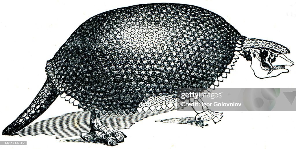Glyptodon clavipes, Greek for - grooved or carved tooth