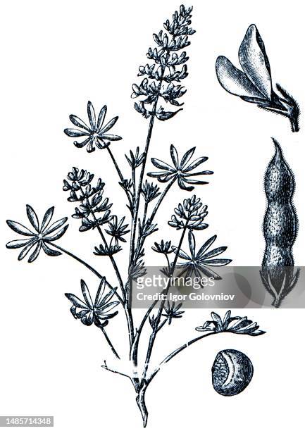 Yellow lupin - Lupinus luteus. Forage plants - serie of ilustration from the encyclopedia publishers 'Education', St. Petersburg, Russian Empire,...