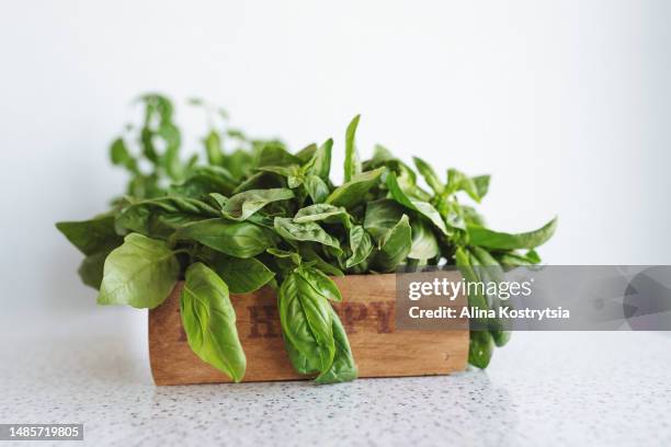 fresh green basil in wooden box on light background. view is direct - tulsi pot stock pictures, royalty-free photos & images