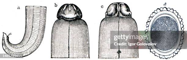 Ascaris lumbricoides, a- rear end of the male; b - anterior end from the back; c - anterior end in ventral view; d - egg with shell - illustration to...