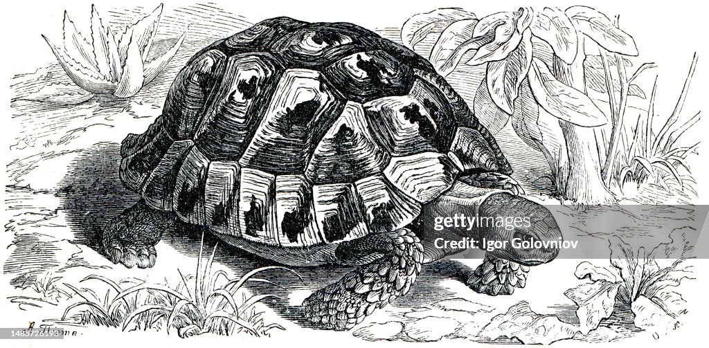 Spur-thighed tortoise or Greek tortoise