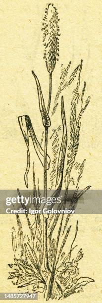 Alopecurus L, or Foxtail Grass - an illustration from the book 'In the wake of Robinson Crusoe', Moscow, USSR, 1946. Artist Petr Pastukhov.