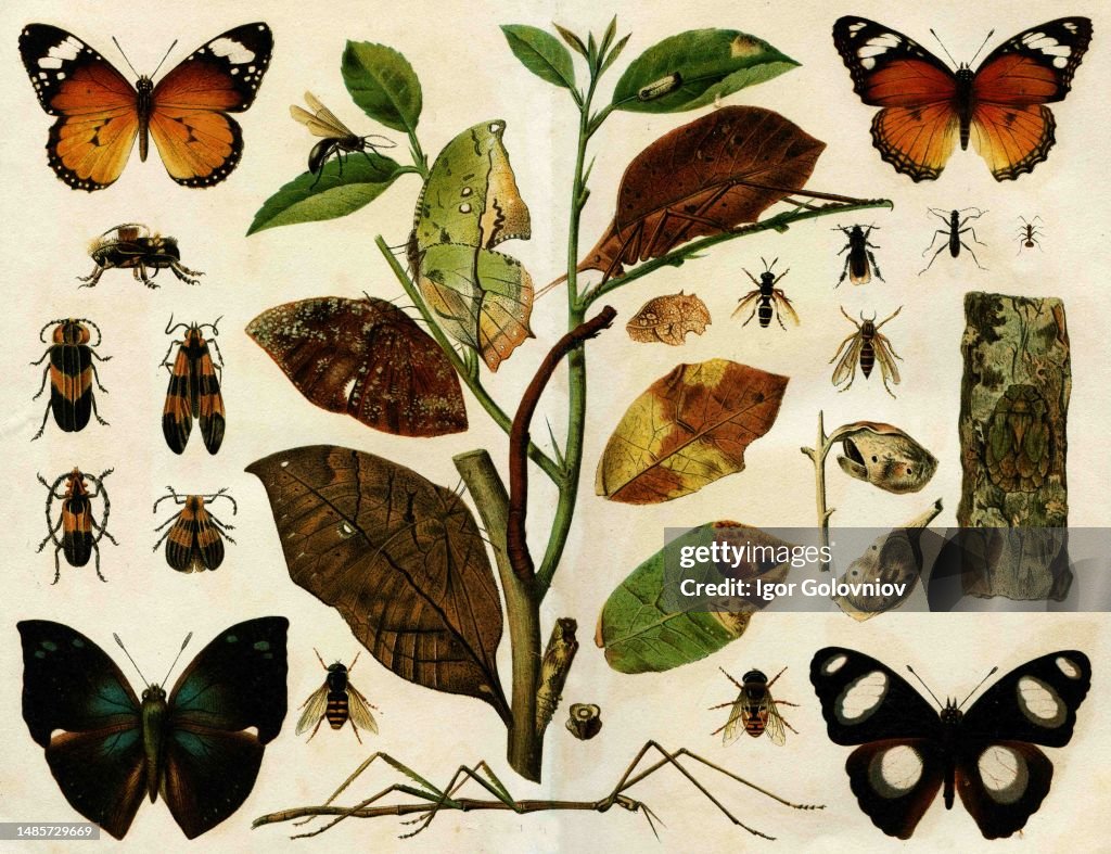 Media Insect Insects - an illustration of the encyclopedia publishers Education ...