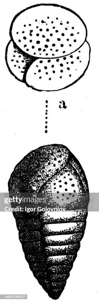 Rhizopods