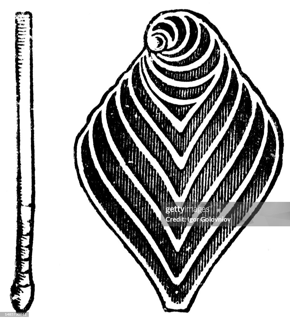 Rhizopods
