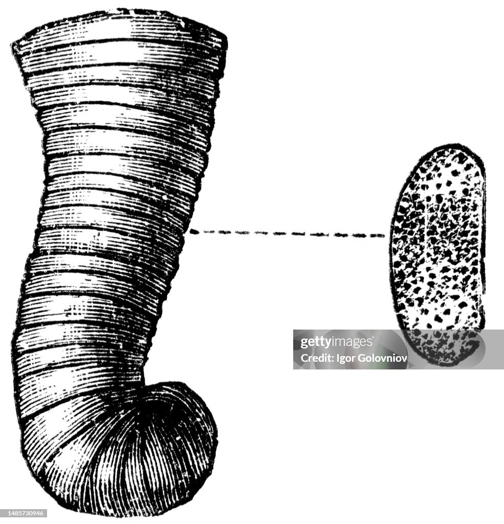 Rhizopods