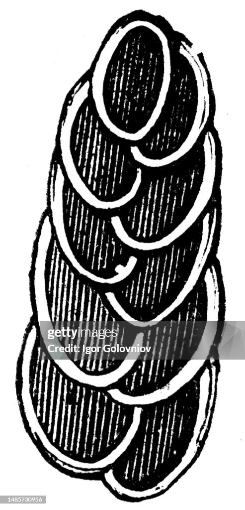 Rhizopods