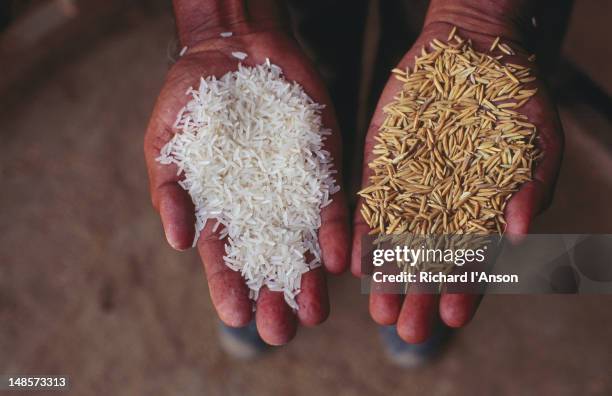 husked and unhusked (left) rice in the hands of a scientist at a research centre. - punjab india fotografías e imágenes de stock