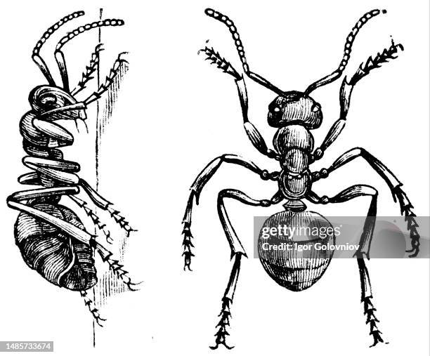 Worker ants - an illustration of the encyclopedia publishers Education, St. Petersburg, Russian Empire, 1896.