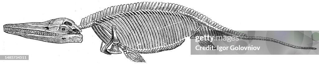 Ichthyosaurus communis