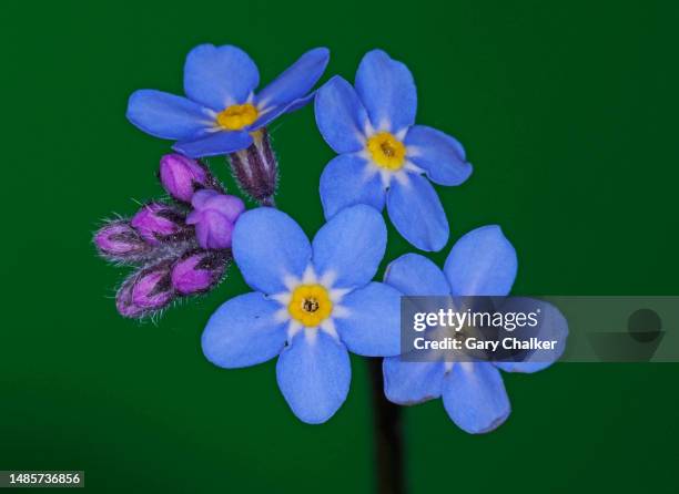 forget-me-not (myosotis scorpioides) - vergissmeinnicht stock-fotos und bilder