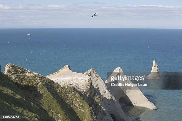 cape kidnappers gannet colony. - cape kidnappers gannet colony stock pictures, royalty-free photos & images