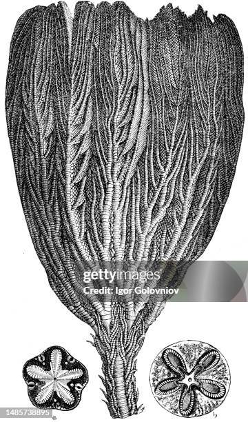 Pentacrinus briaroides, a, b are two pillars of members of the joint surface, sea lily - Jurastic fossil organisms, encyclopedia 'Education', Russia,...